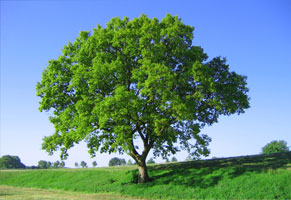 Bildkomposing von 3 Aufnahmen zu verschiedenen Jahreszeiten