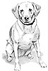 Tierportrait